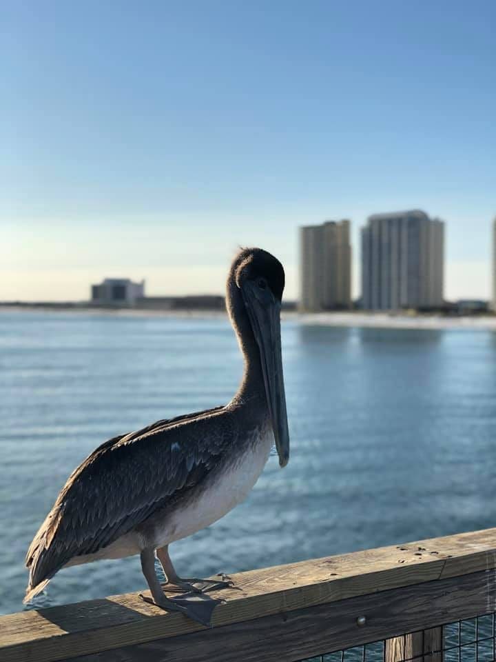 The Saturday showers are expected to clear out this afternoon, so go enjoy Navarre Beach like this pelican. Today's Photo of the Day was submitted by AB Barlew-Case.
