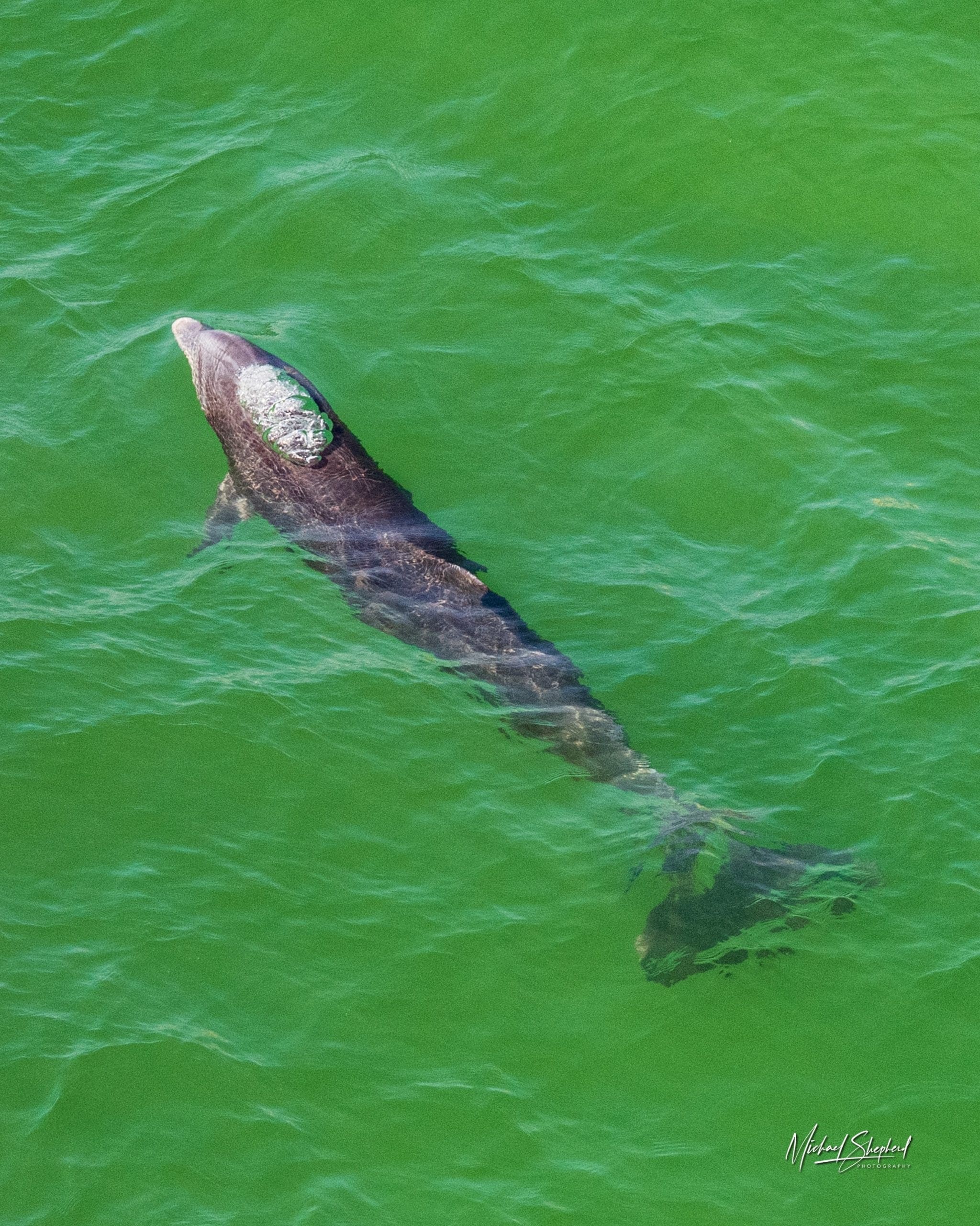 Air bubbles are held in place on a dolphin's head just before he breaks the surface at the Navarre Pier. 
Today's Photo of the Day was taken by Michael Shepherd with his Nikon D850 camera.
If you have any fun photos of marine life, make sure to email them to editor@navarrepress.com.