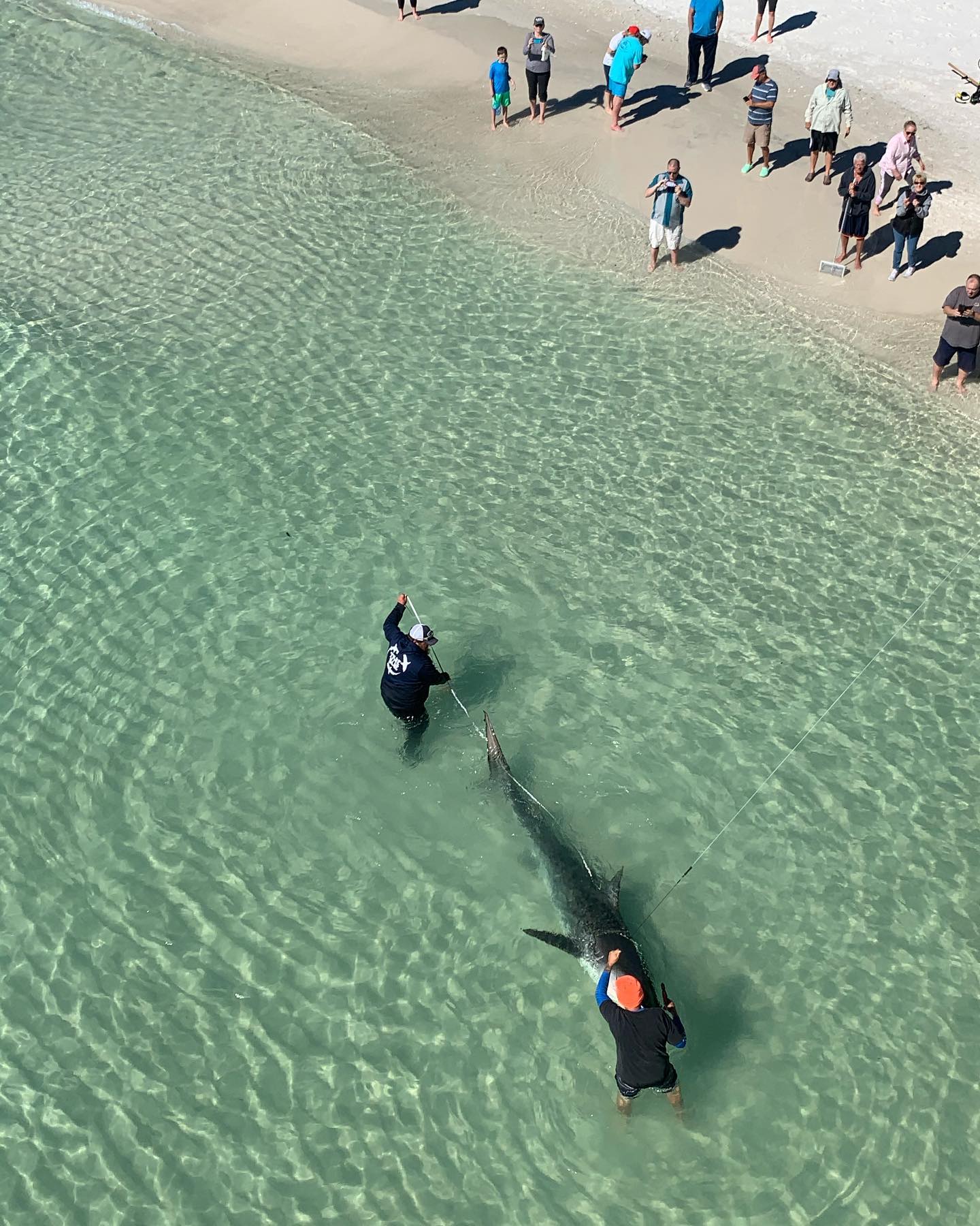 Tiger shark caught and released off Navarre Beach Navarre Press