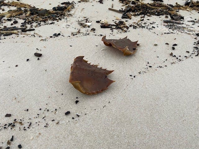 Photo submitted by Maryetta Casey.