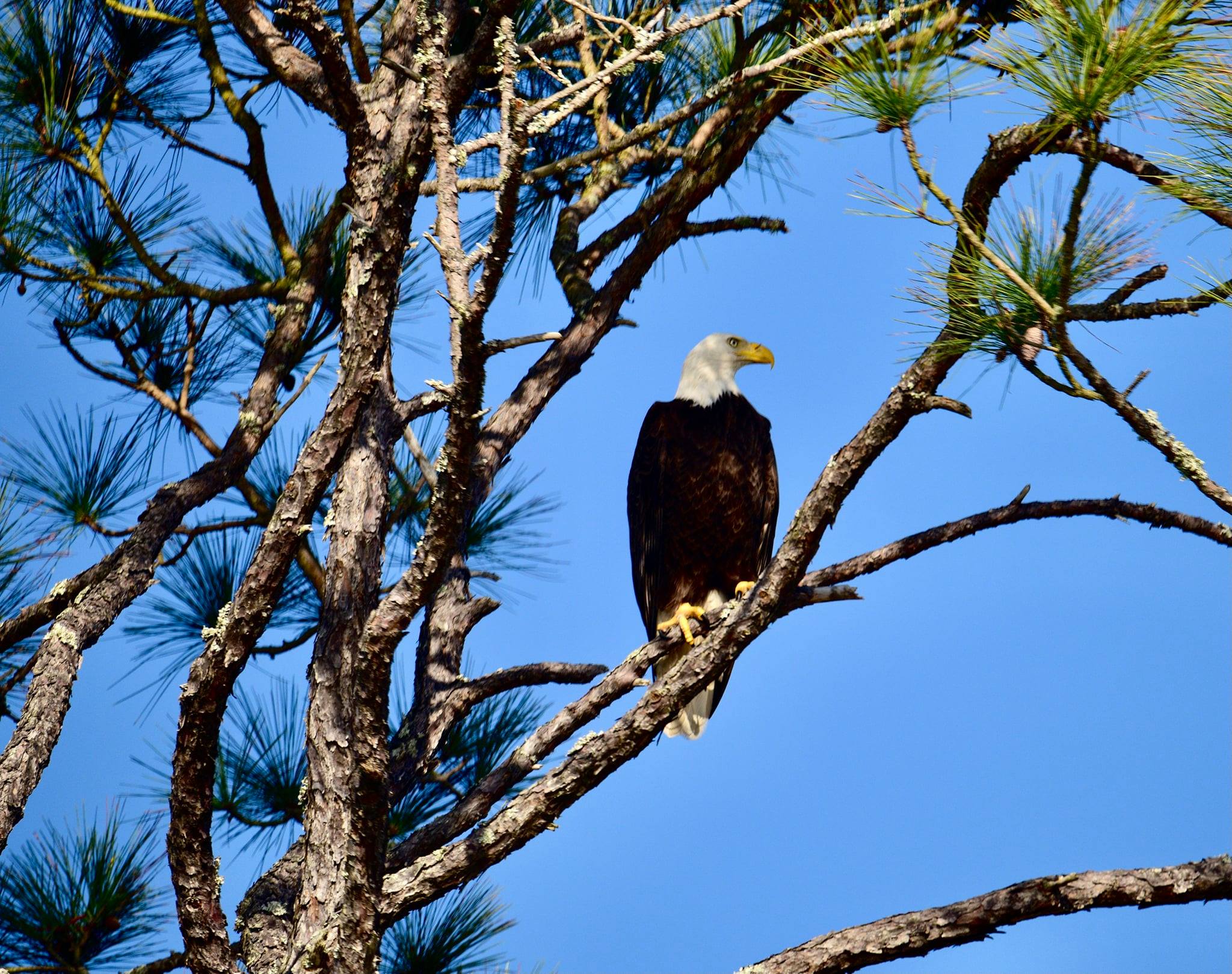 Did you know that eagle eyes are up to 8 times stronger than human eyes and adult bald eagles have a 7-foot wingspan?
Today's Photo of the Day was taken by Osmel Alfonso in Navarre.
If you would like to see more cool photos of eagles, check out the front of our Community section this week.