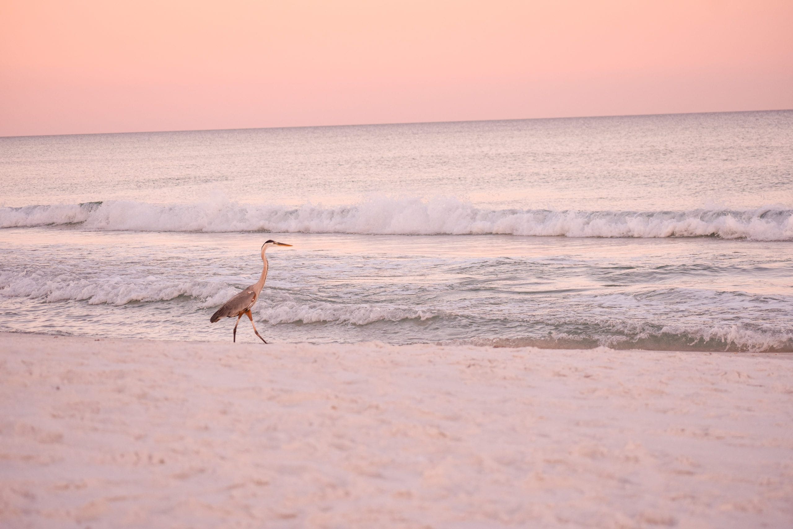 Photo by Kelley Snyder