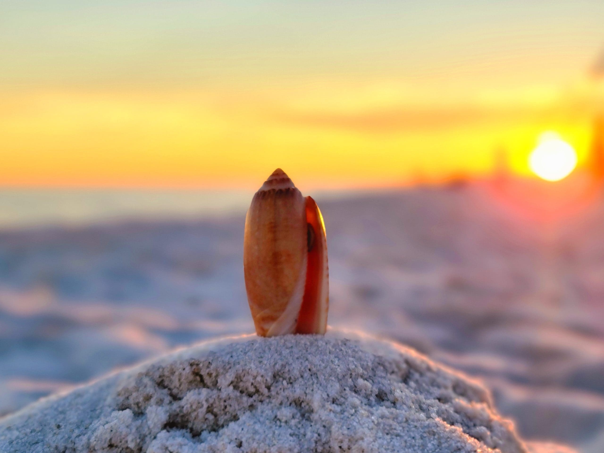 Today's Photo of the Day comes from Matthew Blalock. Navarre Beach is never short of beautiful shells or sunsets! 🌅🐚