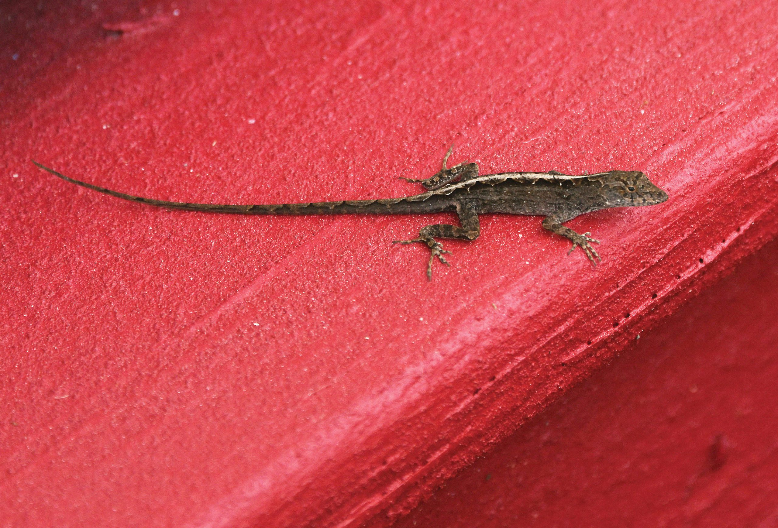 florida-lizard-by-asli-omur-littlecreatures-asli-omur-nature