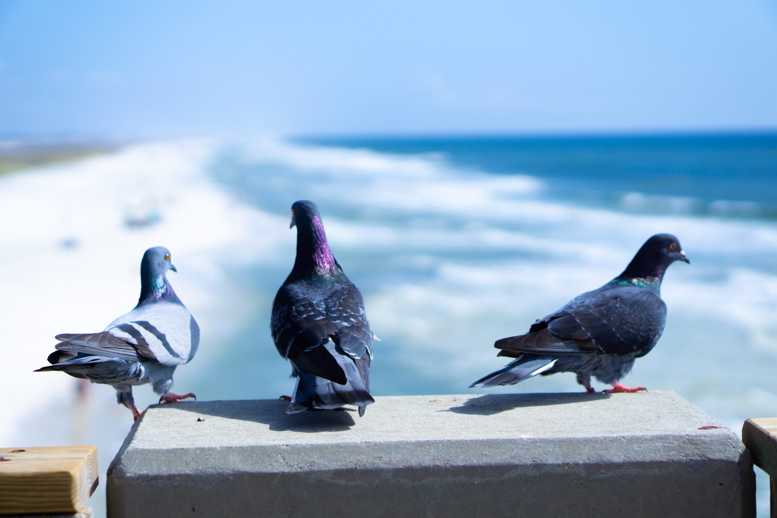 What bird doesnt belong on the beach? Pigeons | Navarre Press