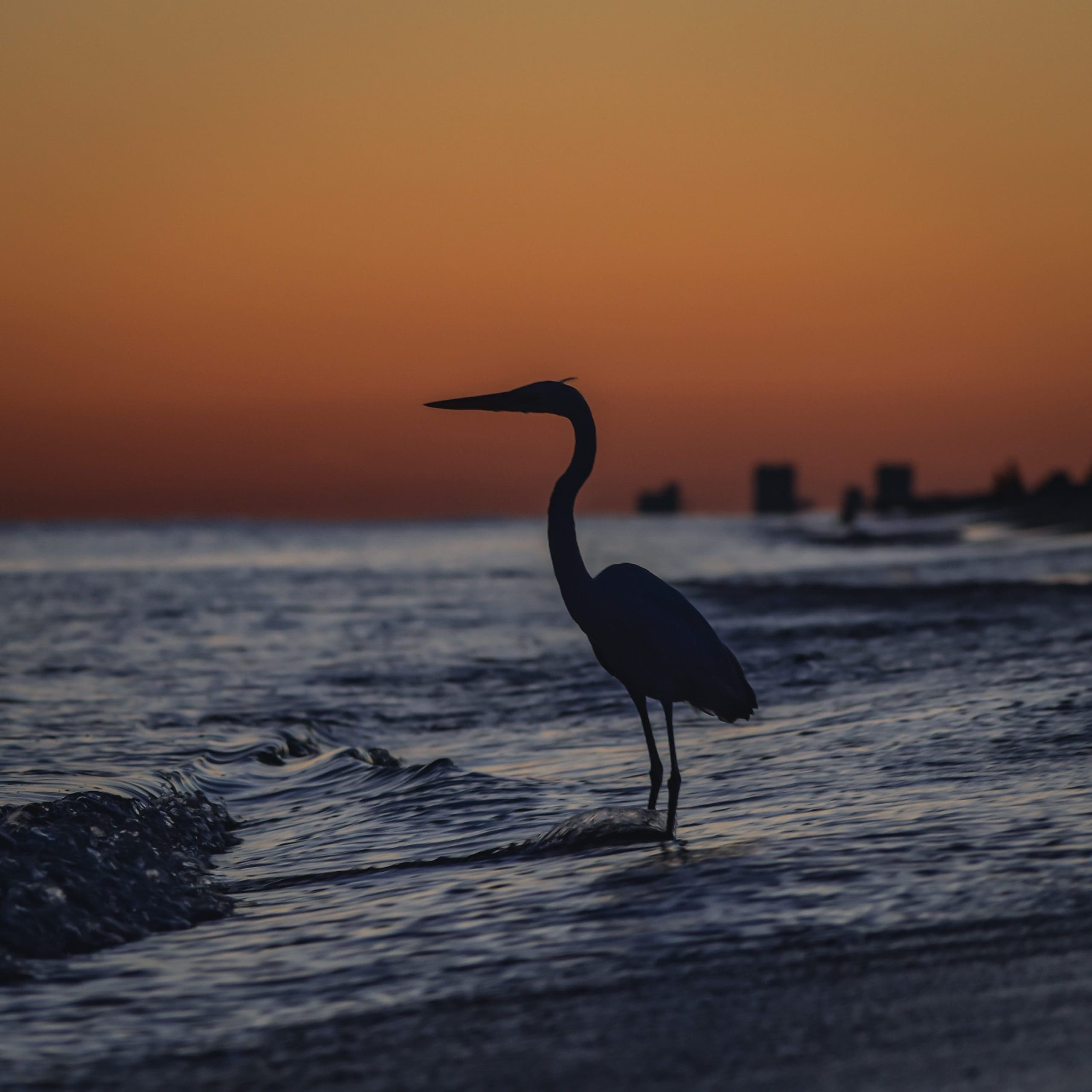Today's Photo of the Day comes from Sarah Marlow. Sarah took this photo of a heron on Navarre Beach as the sun was setting.