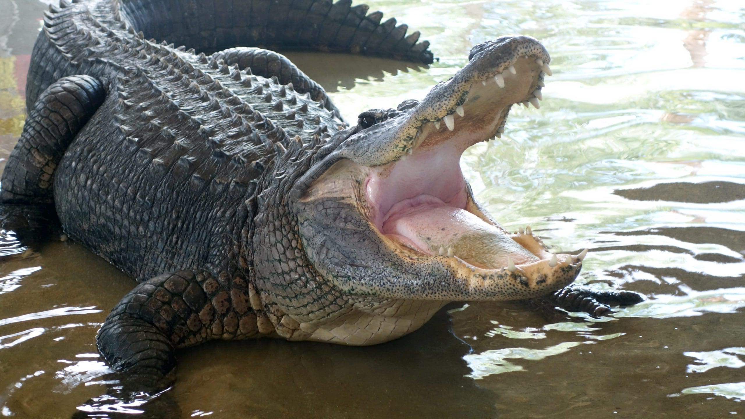 gator