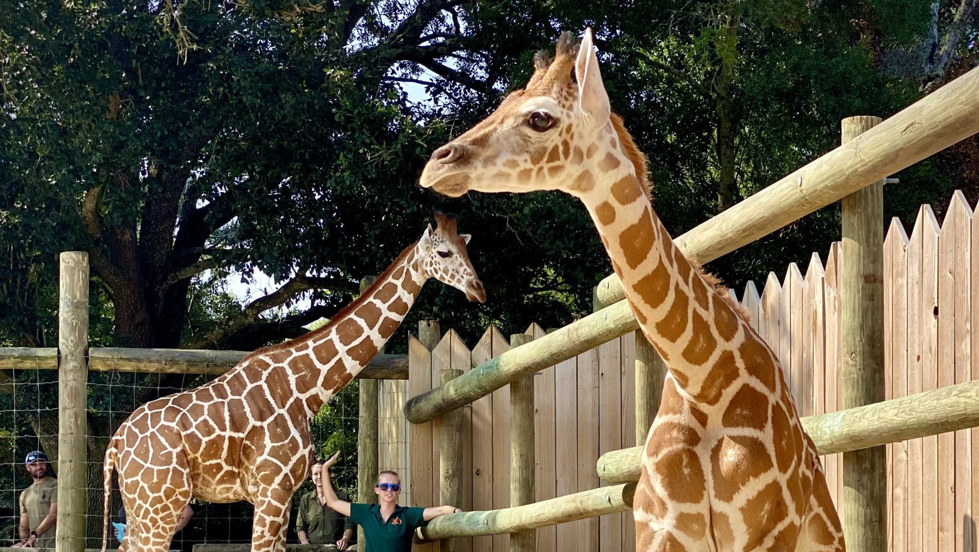 Gulf Breeze Zoo welcomes new giraffe calf | Navarre Press