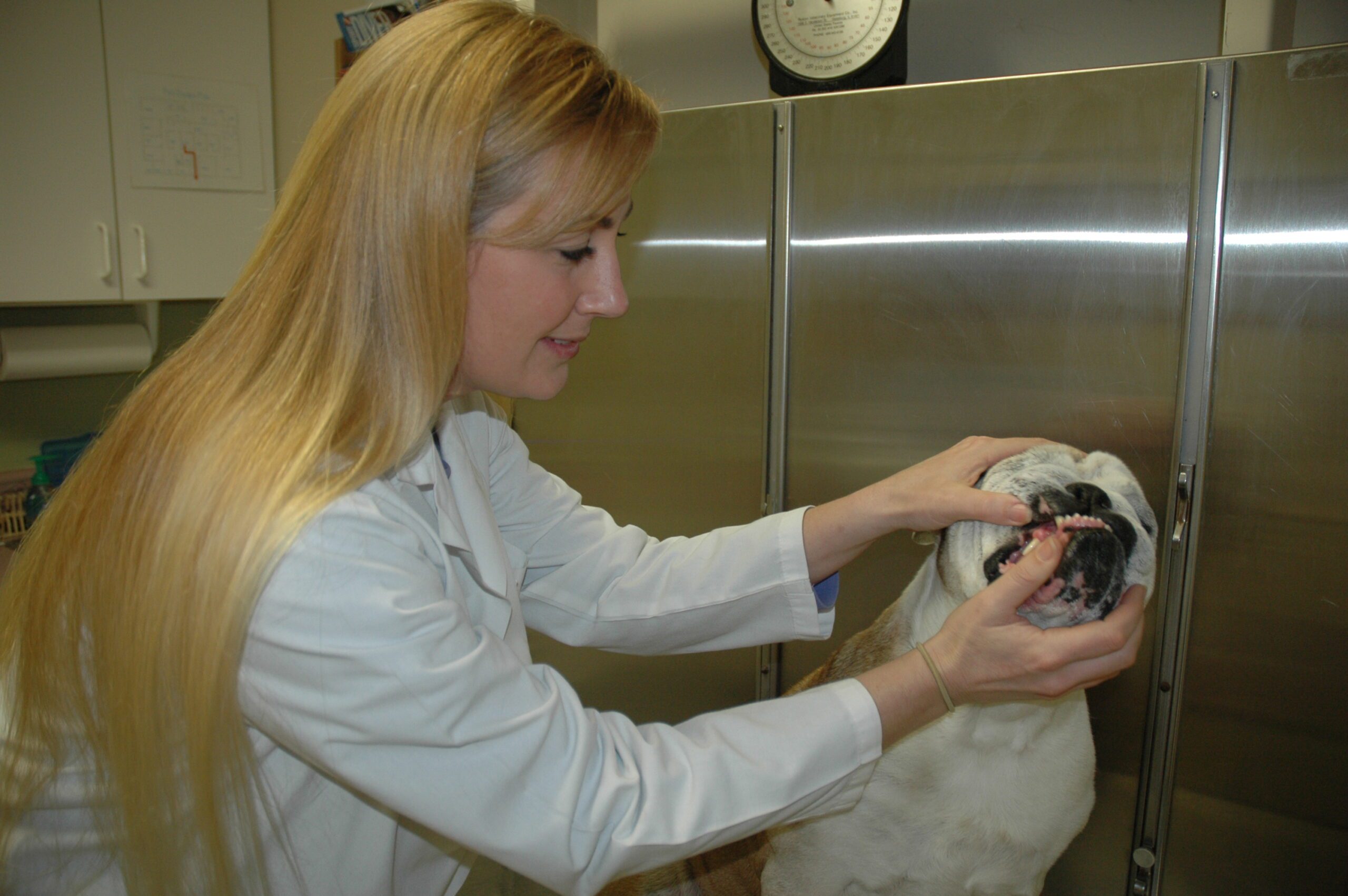 Daily tooth brushing good for pets Navarre Press