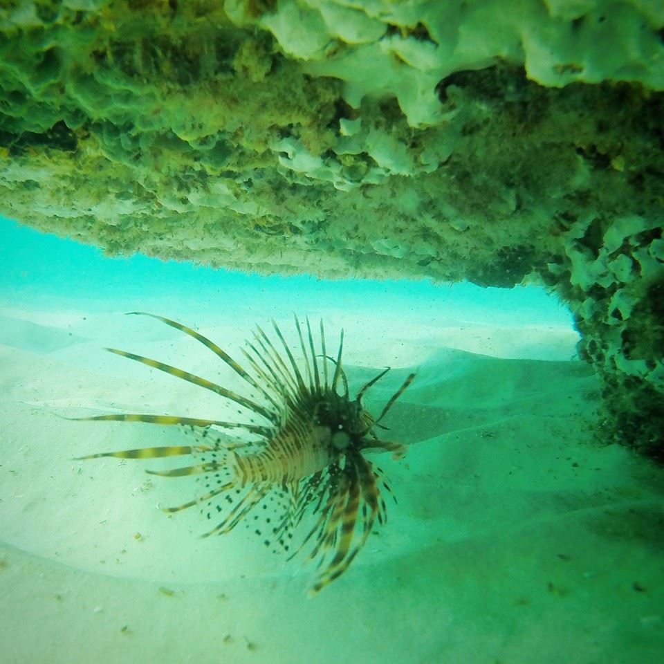 Lionfish spotted at Navarre Beach reef | Navarre Press