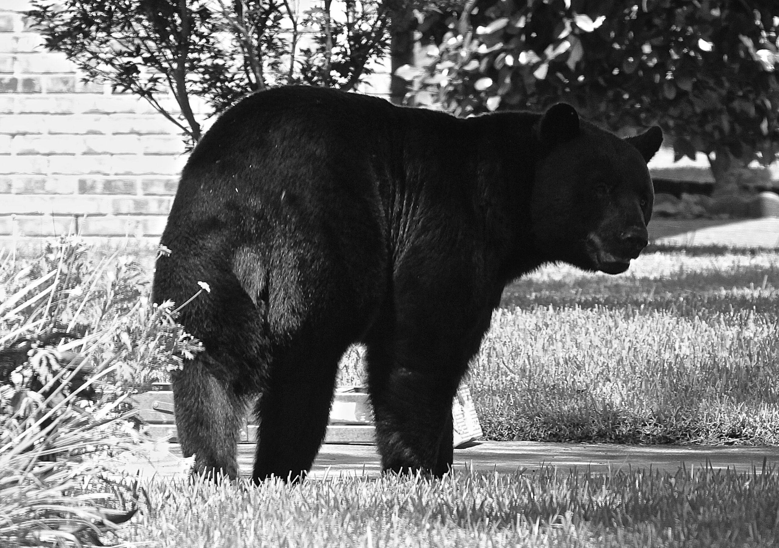 Bear attacks dog in Navarre Navarre Press