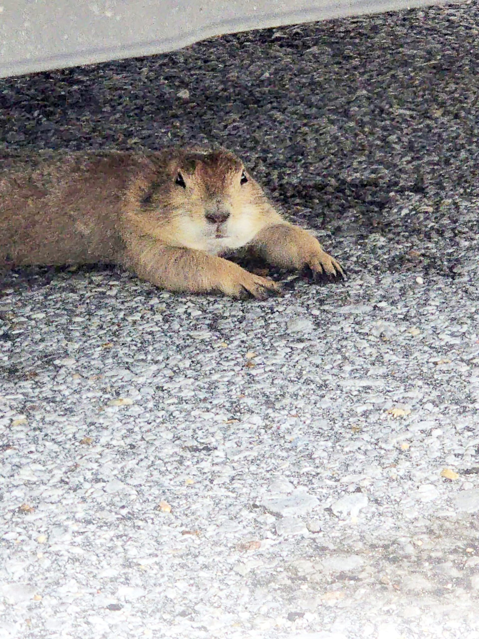 Prairie Dog returned to owner after being found at Navarre Walmart