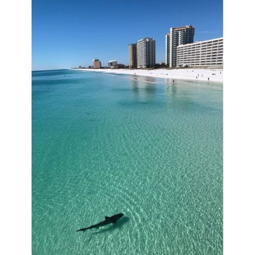 Tiger Shark-Landscape