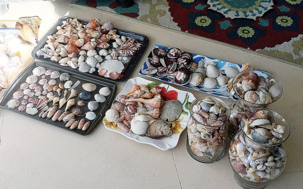 shells