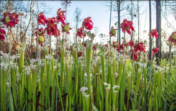 Pitcher Plant