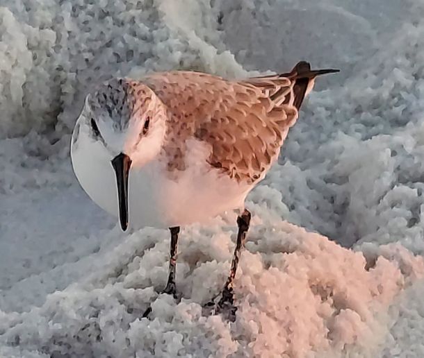 Sanderling