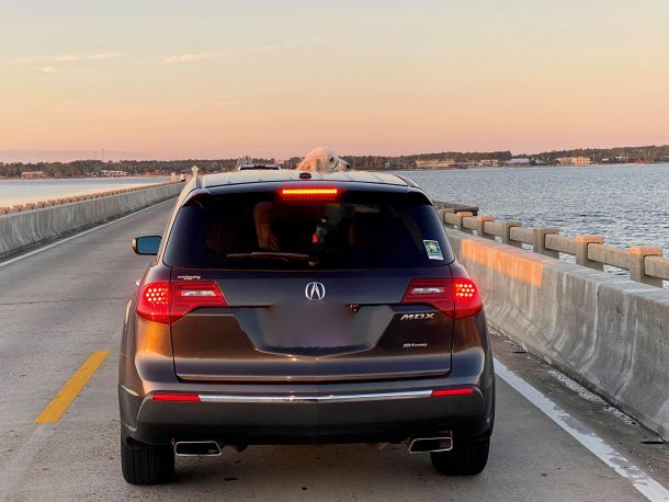 Pup in Beach Traffic