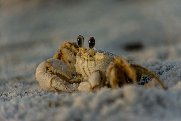 Charles Godfrey sandy crab