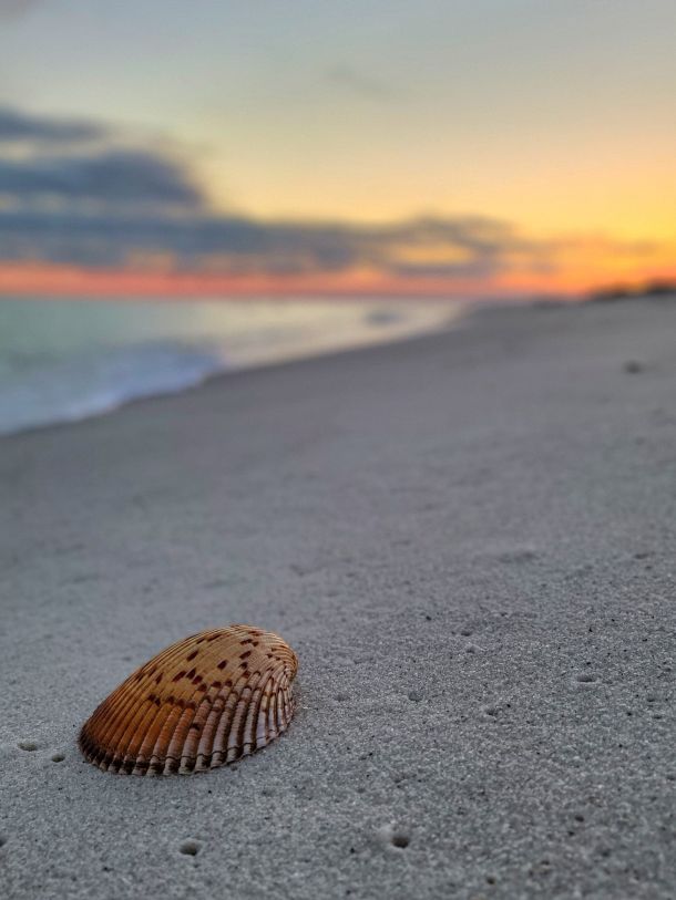 cockle shell