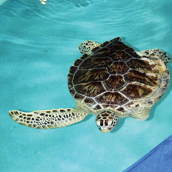 Sea Turtle - sweet pea