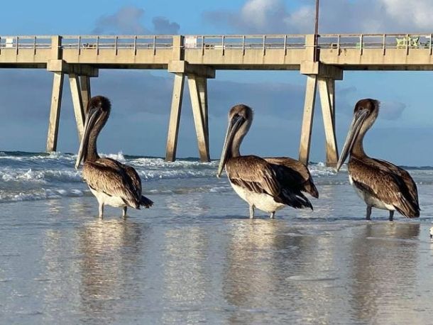 pelicans